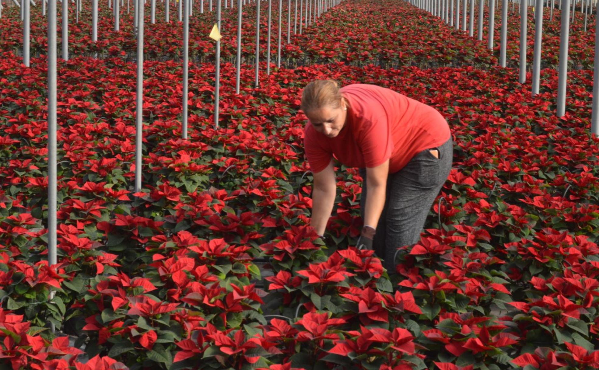 Details 48 pascua planta en ingles Abzlocal.mx